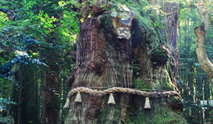 Oogosha (giant Japanese cedar tree)